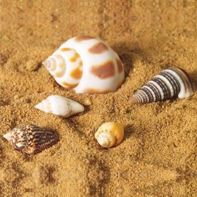 SET OF 5 SEASHELLS MINIATURE BARBIE FASHION ROYALTY BJD LATI YELLOW BLYTHE PULLIP DIORAMA DOLLHOUSE